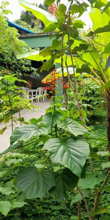 Wikungo Hotel Puerto Nariño Exteriör bild